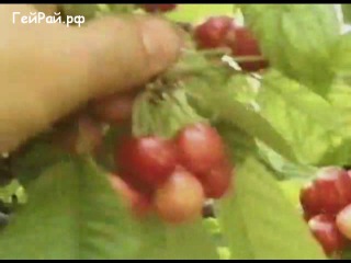 Гейское секс видео геей порно смотреть онлайн
